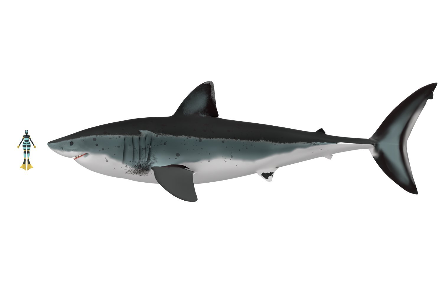وبلغت الأبحاث أن بعض Megalodons وصلت إلى 80 قدمًا – لكن لم يتم بناؤها مثل البيض الرائعين