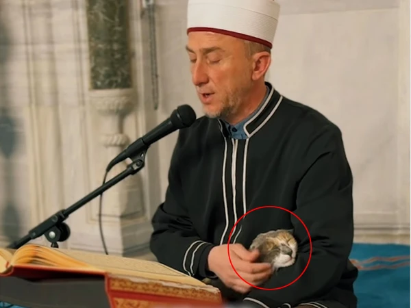 سلوك القارئ الجميل عند الجلوس في حضن القط أثناء النص ، شاهد الفيديو