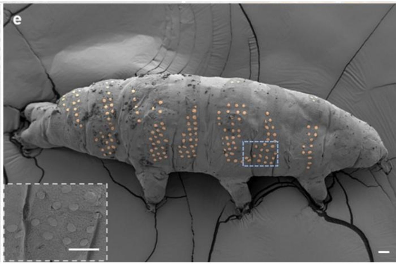 الباحثون وشم tardigrades. يعدون أنه سيكون مفيدًا